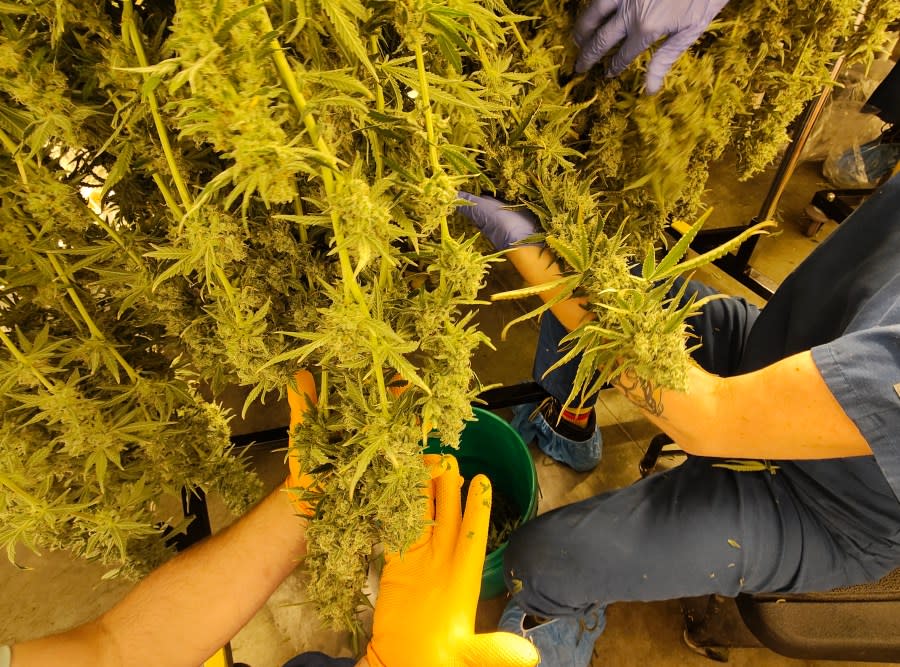 Cresco Labs employees prepare an adult marijuana plant for harvest. (NBC4 Photo/Mark Feuerborn)