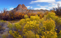 <p>Blooming yellowdesert shrubs surround the rock formations at Mitten Rock,New Mexico.</p>