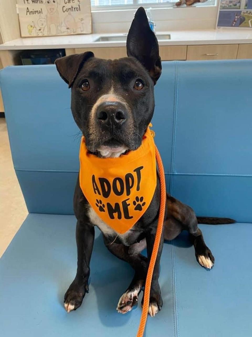 Marvin has been waiting seven months and six days for someone to make him a part of their family. His animal ID is A46319816 and he’s at Fort Worth Animal Care and Control’s North Animal Campus.