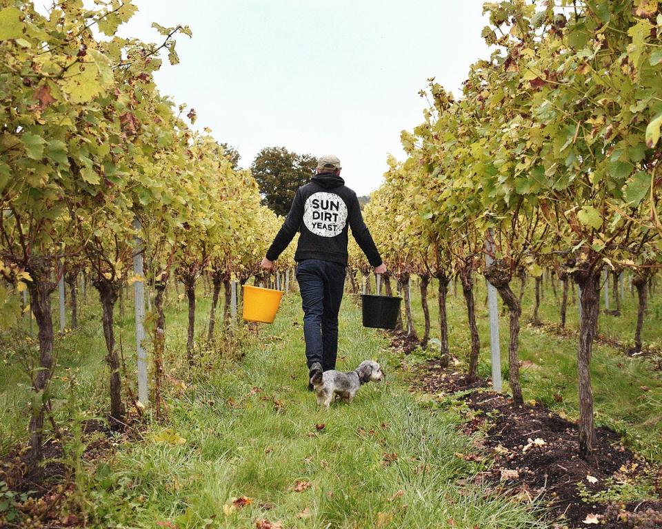 Join in with picking grapes at Westwell (Westwell Wines)
