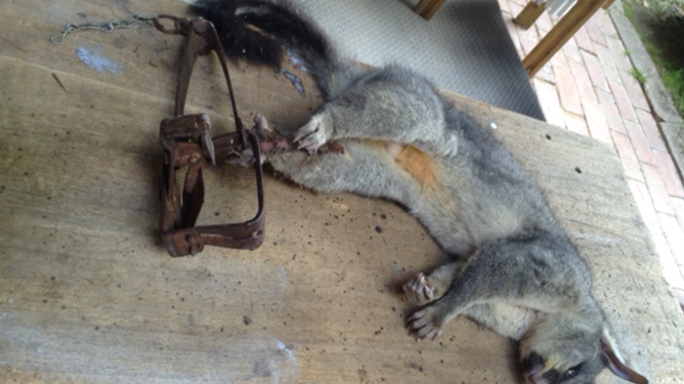 A dead brushtail possum lying on a table with its foot caught in a trap.