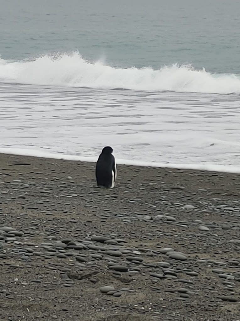  企鵝游了3200公里後累癱放空望向大海。（圖／翻攝自臉書／Harry Singh）