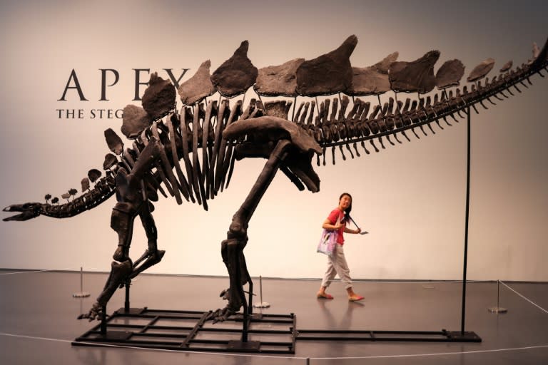 "Apex", un esqueleto de estegosaurio de 150 millones de años, saldrá a la venta el próximo 17 de julio en Nueva York en una subasta organizada por la casa Sotheby's, que estima su precio entre 4 y 6 millones de dólares, en una foto del 10 de julio de 2024. Se trata, según la casa de remates, del esqueleto más grande y más completo de esta especie encontrado hasta la fecha (Charly TRIBALLEAU)