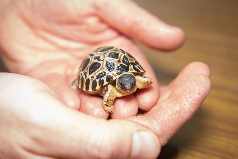 radiated tortoise hatchlings