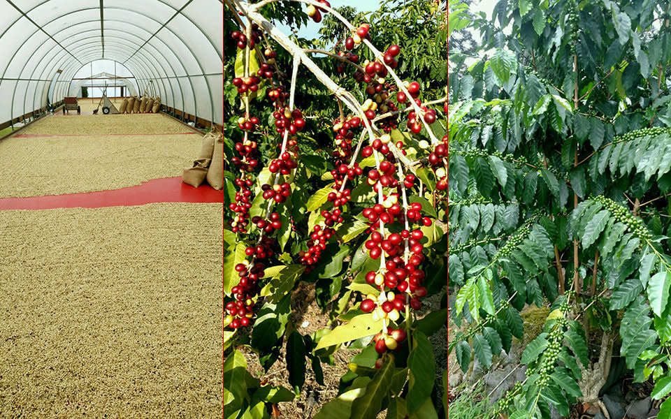 The Kona coffee farming and processing operation Andr&eacute;s Maga&ntilde;a helps run is serious business. (Photo: Andres Magana)