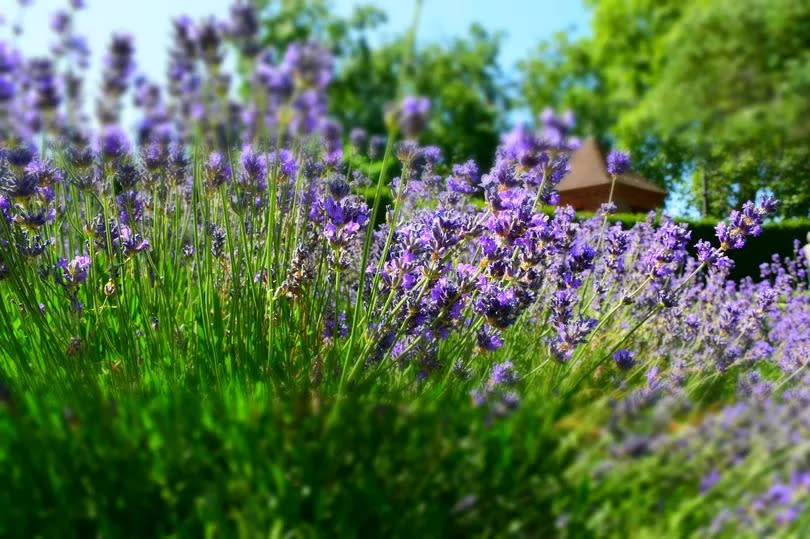 Lavender is an easy-care favourite in the garden - but it still needs some attention to keep it growing