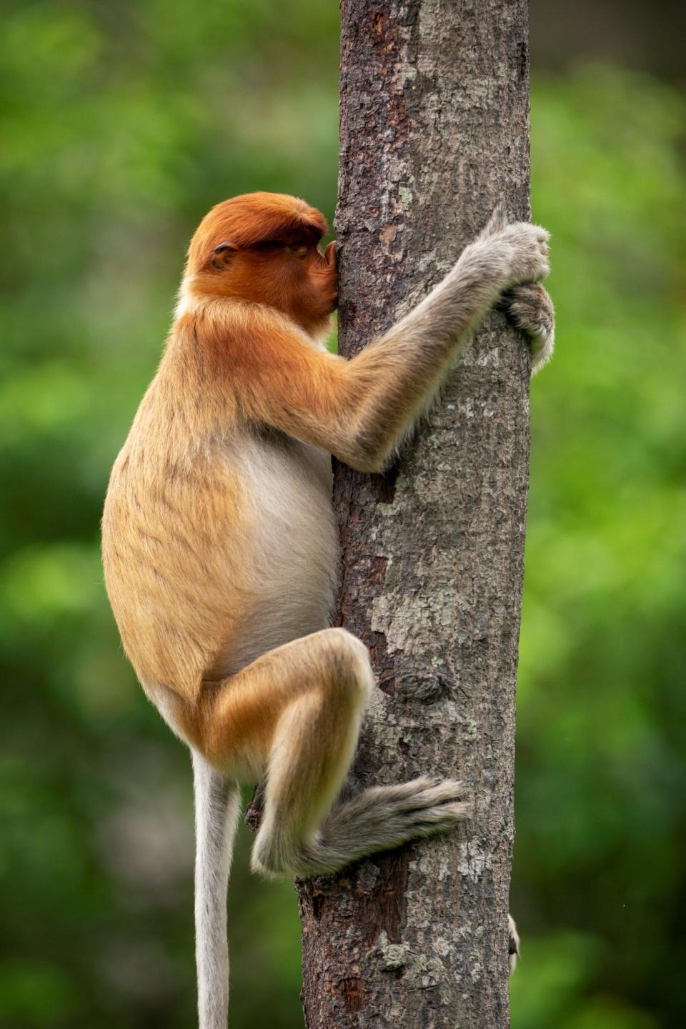 A monkey hugs a tree branch.