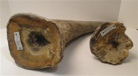 Rhino horns are pictured in this undated handout photo courtesy of the United States Attorney's Office, District of New Jersey. REUTERS/United States Attorney's Office, District of New Jersey/Handout