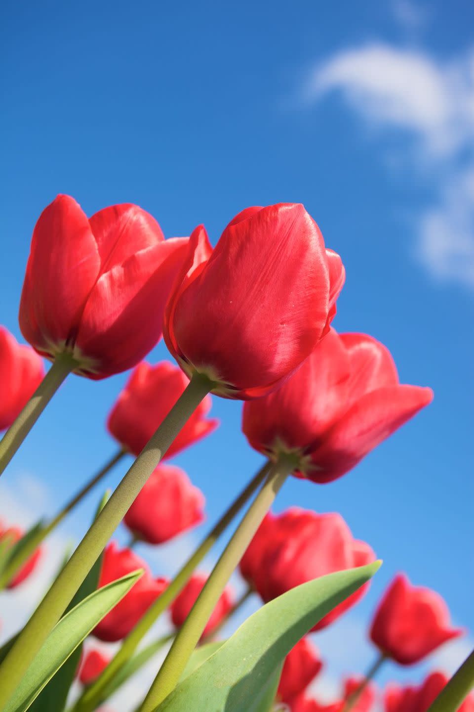 red tulips, flower meanings