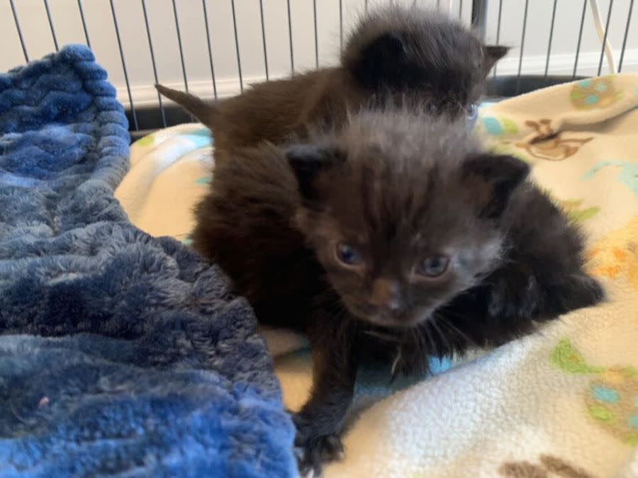 Abandoned kittens left at the Capital Area Humane Society are now recovering in foster care. (Photo: Penny Meyers)