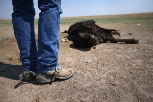 Rancher Gary Wollert inspects a dead cow on dry grasslands on near Eads, Colorado on August 22. World climate change negotiators faced warnings Thursday that a string of extreme weather events around the globe show urgent action on emission cuts is needed as they opened new talks in Bangkok