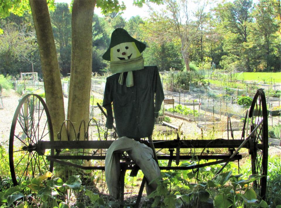 This scarecrow stood guard Saturday at the Community Garden at County Road in Pocasset.