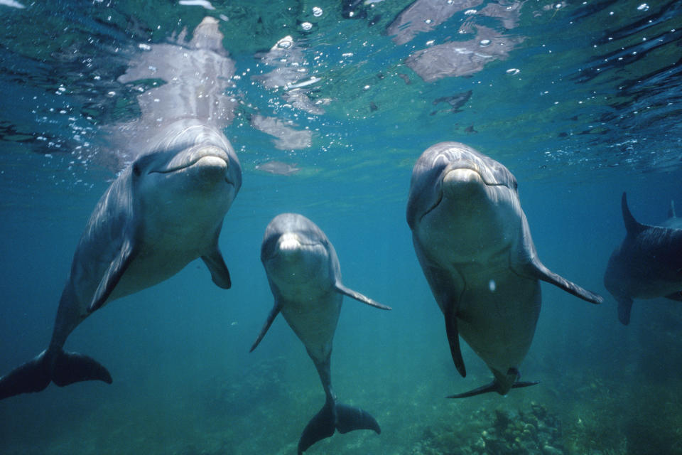 Three dolphins swimming underwater, facing the camera with their snouts slightly above their bodies