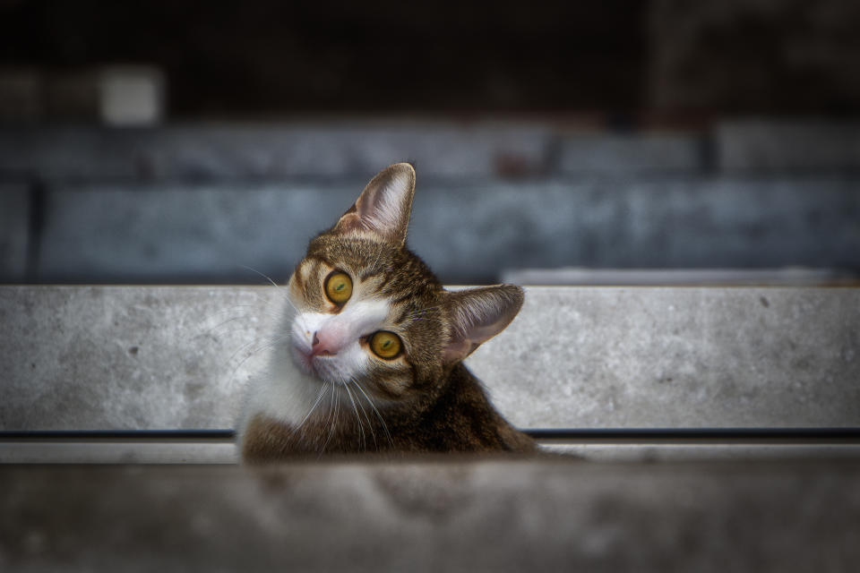 Katzen könnten über einen höheren Verstand verfügen, als bisher angenommen. (Bild: Getty Images)