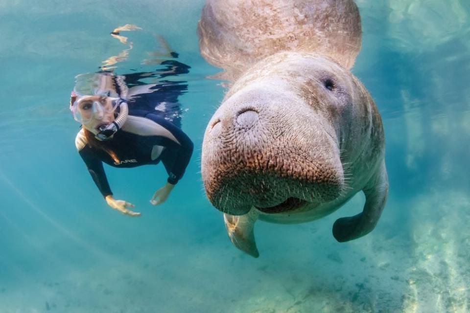 Swim with manatees, the teddy bears of the marine world