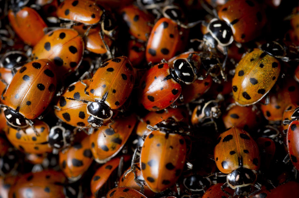After emerging from winter hibernation, hundreds of ladybird beetles – often called ladybugs – cluster in the leaves under a shrub on the South Hill in Spokane, Wash. on Sunday, March 31, 2013. The ladybird beetle, Hippodamia convergens, is a gardener’s best friend, eating perhaps its weight in aphids daily. Strict carnivores, they eat no leafy vegetation. (AP/The Spokesman-Review, Colin Mulvany)