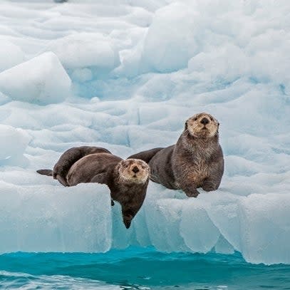 Two sea otters resting on an ice floe in arctic waters