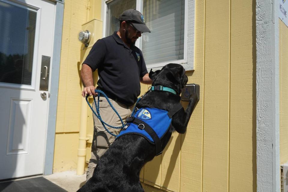 Keegan, a Labrador Retriever at Brigadoon Service Dogs, pushes a button to automatically open a door as part of his service training on July 6, 2023, at the organization’s facility in Bellingham, Wash.