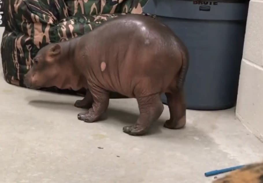 Here’s a baby hippo taking her first steps, so prepare to cry happy tears