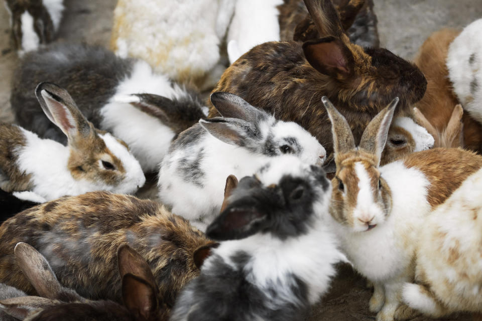 Group of rabbits