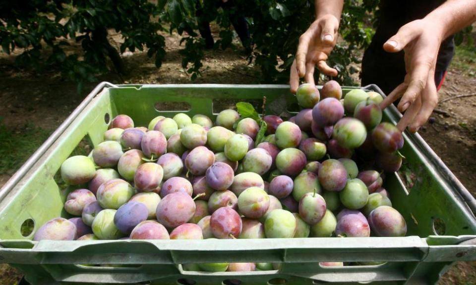 Plum picking