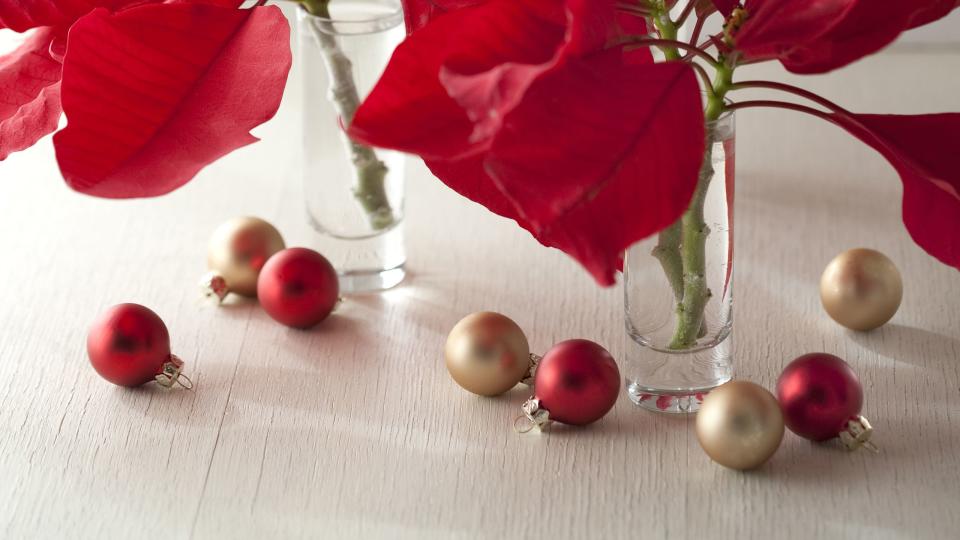 christmas poinsettias in glass vases