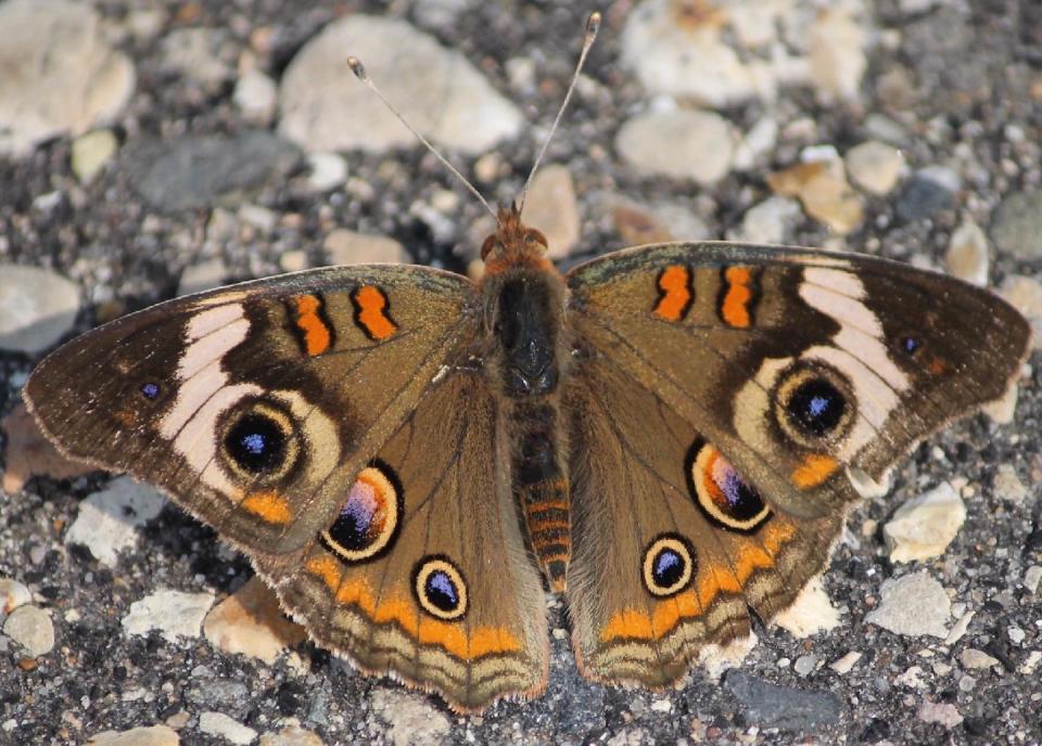 The distinctive common buckeye makes it north to Wisconsin on a regular basis but is not commonly seen.