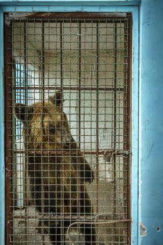 <p>Courtesy of Four Paws</p> Before she was rescued, Dushi lived in a cramped, dirty cage at a zoo in Albania