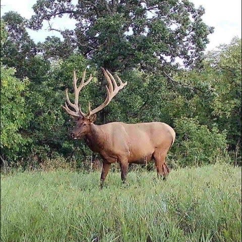 Multiple landowners in the area captured trail camera photos and video of the big bull before Sitzer killed it with his Hoyt bow.