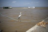 In this Sept. 1, 2019 photo, a heron balances on a rope that ties a fishing boat to the dock at the Ver-o-Peso riverside market in Belém, Brazil. Belém is located on Guajara Bay which is formed by the confluence of the Para and Guama Rivers. (AP Photo/Rodrigo Abd)