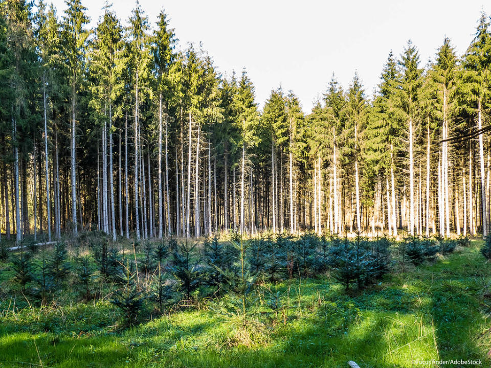 所有歐盟國家都將製定具有約束力的 2030 年土地利用和林業部門清除和排放目標 ©Focus finder/AdobeStock