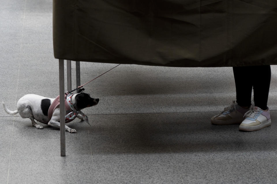 Una persona vota en el plebiscito sobre el borrador de una nueva Constitución mientras sostiene a un perro en Santiago, Chile, el domingo 17 de diciembre de 2023. (Foto AP/Matías Basualdo)