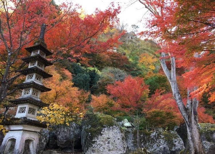 照片提供：天守閣自然公園