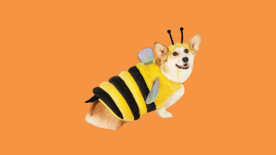 Popular Dog Costumes: Hyde & Eek! Boutique Bumblebee Costume