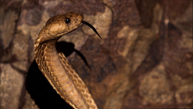 Pilot Makes Emergency Landing After Finding Lethal Cobra Onboard Flight