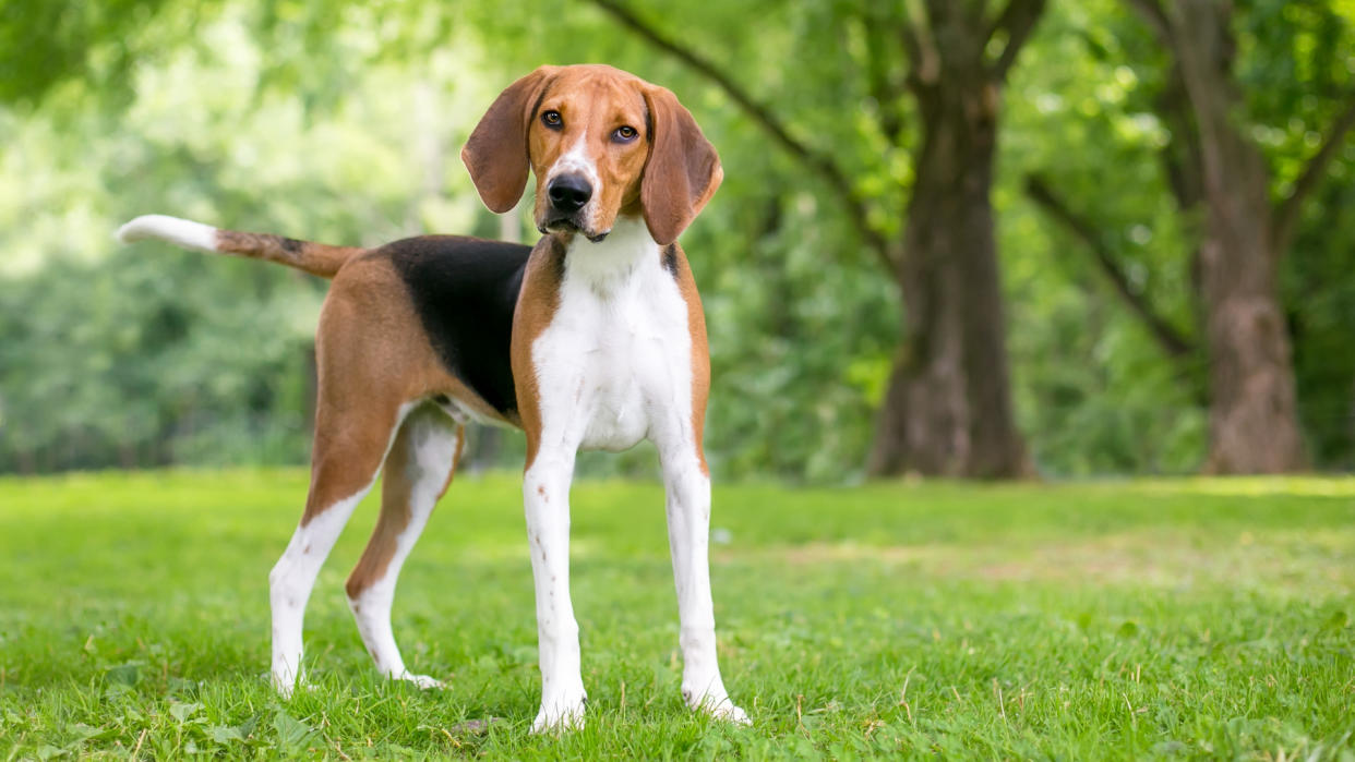 American foxhound standing