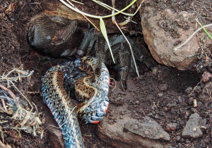Tarántula Grammostola devorando a una serpiente de tierra de Almadén (crédito: Gabriela Frazoi Dri).