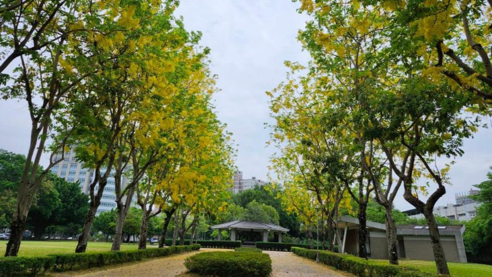 南區半屏厝公園內的阿勃勒正盛開金黃色花串。圖／台中市政府