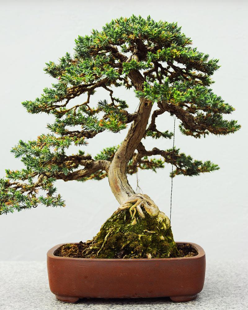 Small wonders: a bonsai tree. But before you buy bonsai seeds, know that bonsai is a technique, not a species.