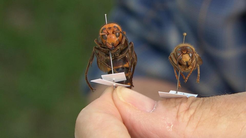 Despite the angle of this photo, the northern giant hornet on the left is typically only slightly bigger compared to the European hornet as pictured on the right.  