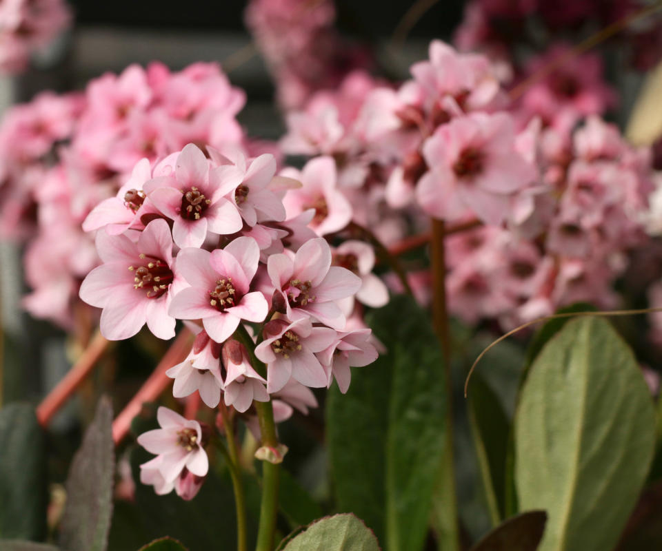 bergenia  ‘Pink Dragonfly’ flowering in spring