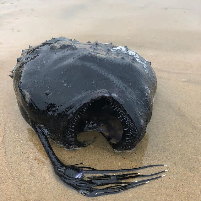 鞭冠鮟鱇魚。（圖／翻攝自美國加州水晶灣州立公園IG）