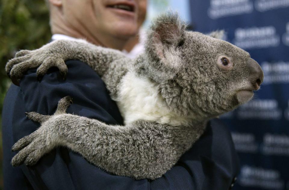 Jimbelung, a two-year-old koala, is held in the media center at the G20 Summit in Brisbane