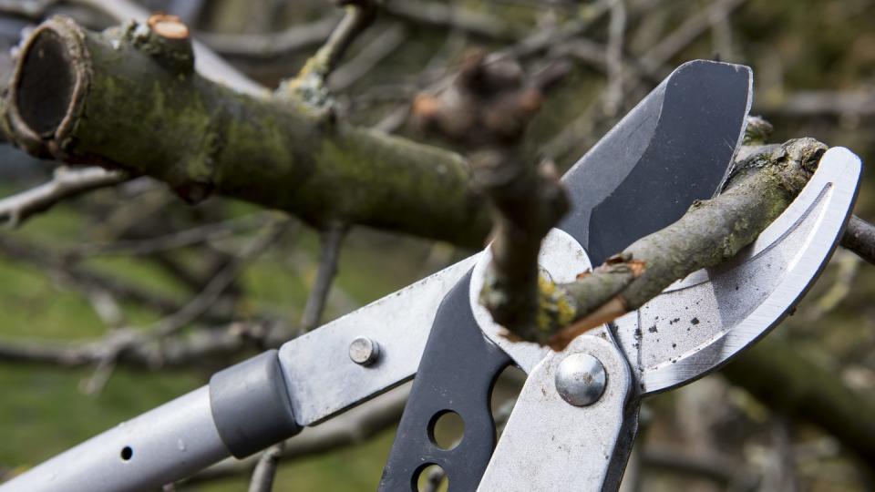 Viele Unfälle passieren bei der Gartenarbeit. Besonders hoch ist das Risiko etwa beim Baumschnitt. Wichtig hierfür ist eine private Unfallversicherung.