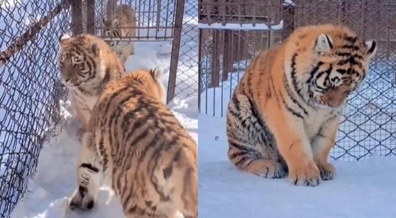 中國哈爾濱動物園內一隻東北虎身型圓滾滾，因為吃太多被同伴排擠。（翻攝微博@阿南Talk）