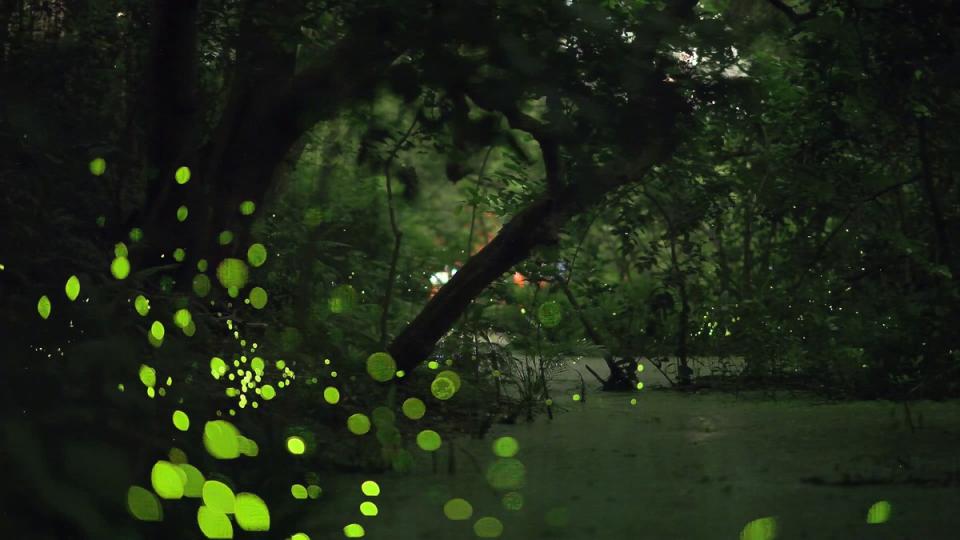 榮星花園公園夜間閃閃發光。   圖：翻攝自台北市立公園處官網