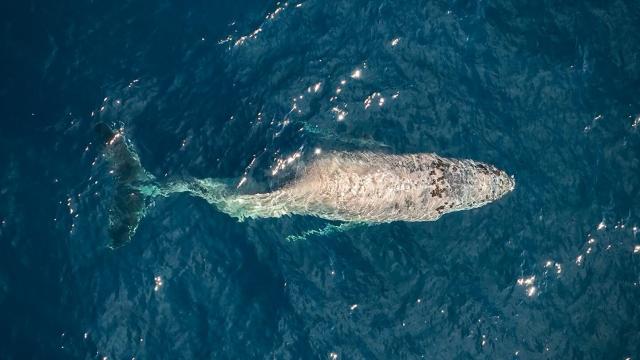 Rare gray whale spotted in South Florida, likely swam from Pacific