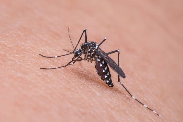 <p>Getty</p> Mosquitos in Florida and Texas are reportedly responsible for the new malaria infections.