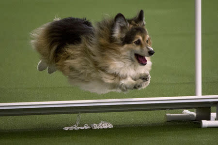 A dog competes during an agility event at the 139th Westminster Kennel Club's Annual Dog Show in Manhattan, New York February 14, 2015. REUTERS/Carlo Allegri