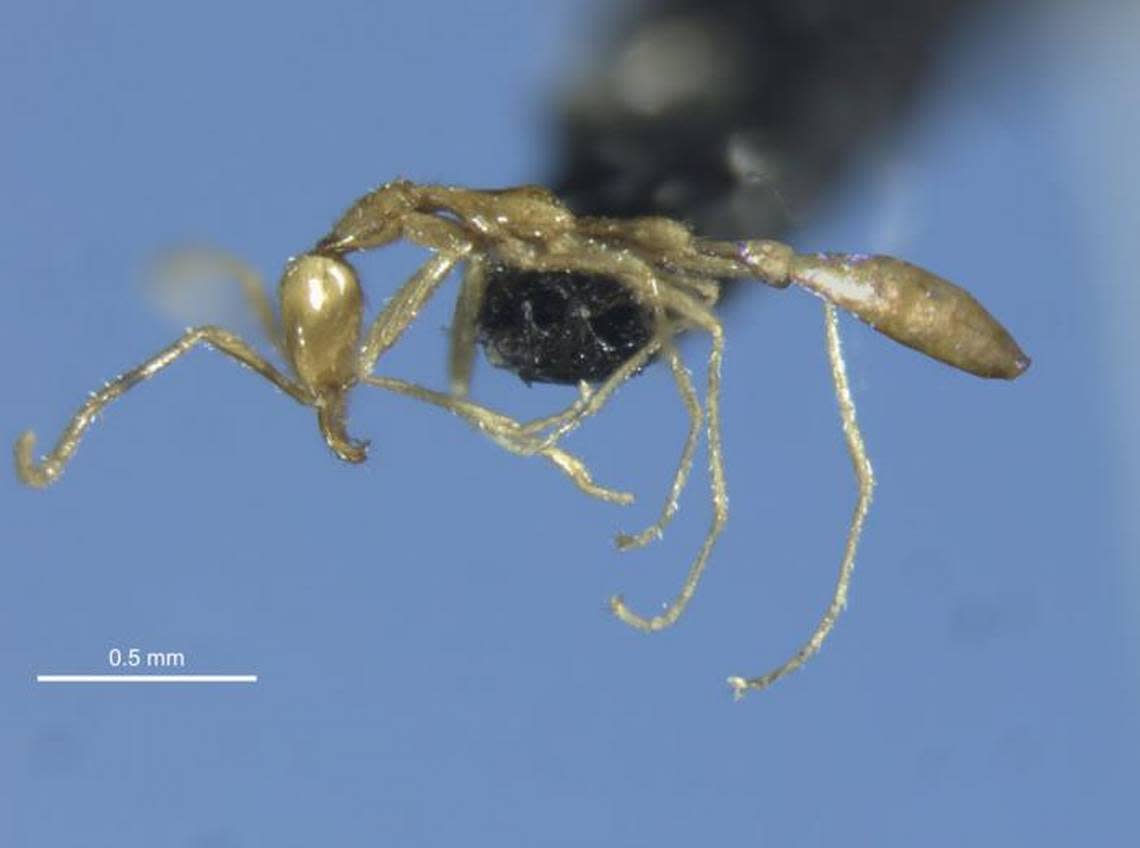 The new species of ant is just 2 millimeters long, about the size of a grain of sand, researchers said.